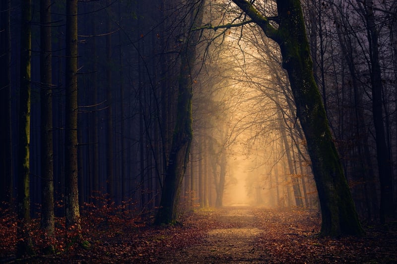 Dark Forest